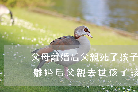 父母離婚后父親死了孩子誰養(yǎng)(離婚后父親去世孩子該誰撫養(yǎng))