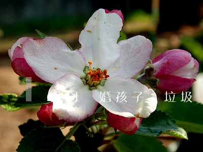 父母離婚孩子撿垃圾