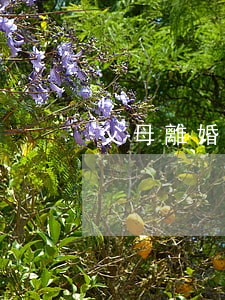 父母離婚該怎么辦