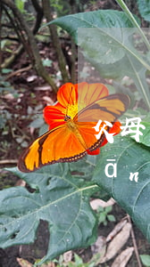 父母離婚開導(dǎo)小孩的書(關(guān)于離異家庭孩子的書)