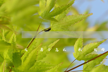 父親房子怎么繼承權(父母房產繼承權)