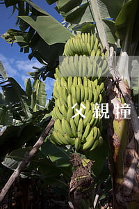 父親撞人無力償還怎么辦(父親撞了人)