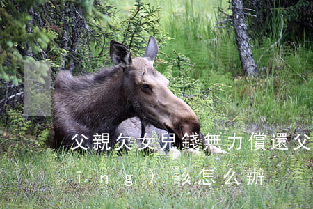 父親欠女兒錢無力償還(父親欠女兒錢應(yīng)該怎么辦)