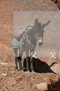 父親欠款子女受影響嗎(父親欠款子女受影響嗎)