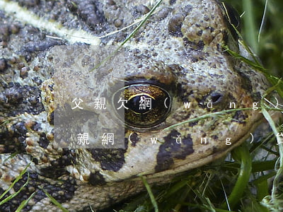 父親欠網(wǎng)貸兒子可以上學嗎(父親網(wǎng)貸欠錢跟子女有關系嗎)