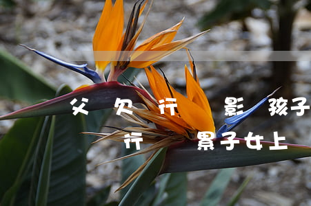 父親欠銀行債務影響孩子上學嗎(如果父親欠債銀行會連累子女上學嗎)