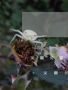 父親欠銀行貸款子女能考公務(wù)員嗎-父親欠銀行貸款子女能考公務(wù)員嗎知乎