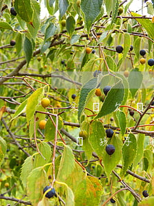 父親欠銀行錢(qián)會(huì)影響孩子高考嗎(父親欠銀行錢(qián)影響政審嗎)