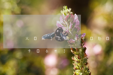 父親死了欠信用卡,會影響孩子嗎（父親欠信用卡錢去世了）