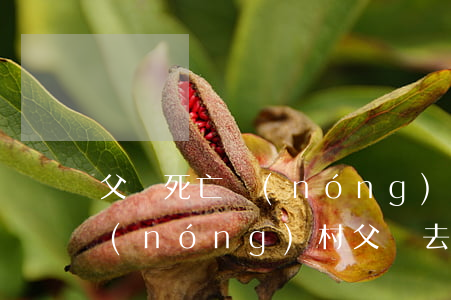 父親死亡農(nóng)村田地怎么繼承(農(nóng)村父親去世土地歸誰)