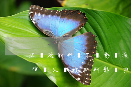 父親被判刑會不會影響孩子當(dāng)律師(父親被判刑影響孩子報考教師嗎)