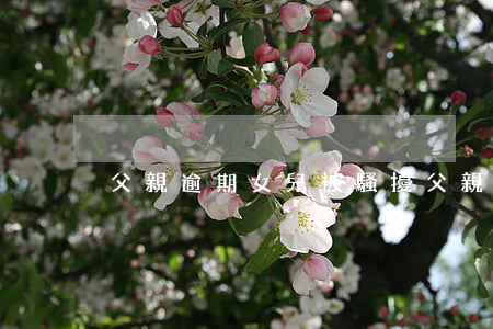 父親逾期女兒被騷擾(父親逾期女兒被騷擾)