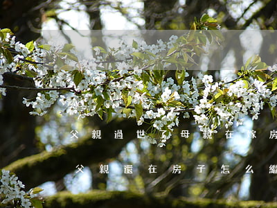 父親過世了母親在嫁房子怎么繼承(母親去世,父親還在,房子怎么繼承)