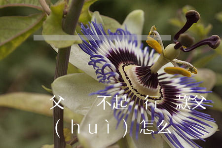 父親還不起銀行貸款(父親還不起銀行貸款會(huì)怎么樣)