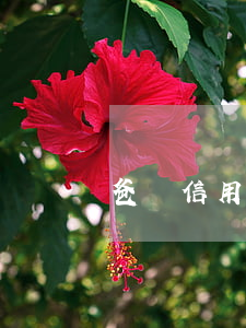 爸媽信用卡逾期會影響子女嗎