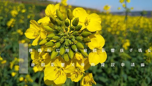 爸媽有信用卡逾期影響孩子嗎(女兒的信用卡逾期影響父母的貸款申請嘛)
