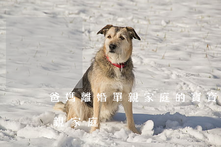 爸媽離婚單親家庭的寶寶(父母離婚算不算單親家庭)