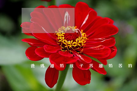 爸媽離婚孩子苦(離婚苦的是孩子)