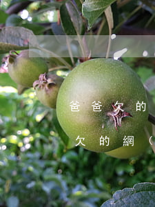 爸爸欠的網(wǎng)貸兒子要還嗎(爸爸欠的網(wǎng)貸兒子要還嗎)