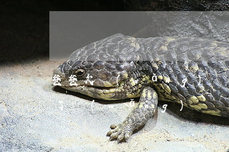 爸爸欠網(wǎng)貸兒子要還嗎 父親欠了網(wǎng)貸