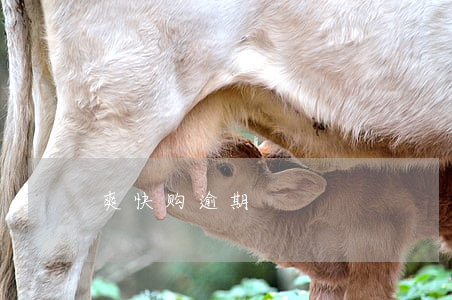 爽快购逾期