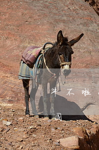 牛不啦小娜離婚的原因(牛不啦小娜離婚的原因)