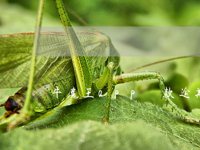 牛魔王app貸款逾期