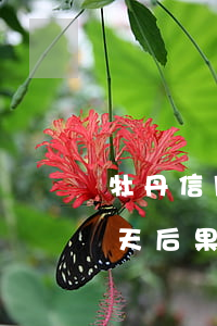 牡丹信用卡逾期一百多天(信用卡逾期100天后果嚴重嗎)