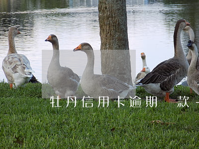 牡丹信用卡逾期還款-牡丹信用卡逾期還款