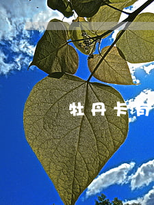 牡丹卡有逾期可以交罚款吗
