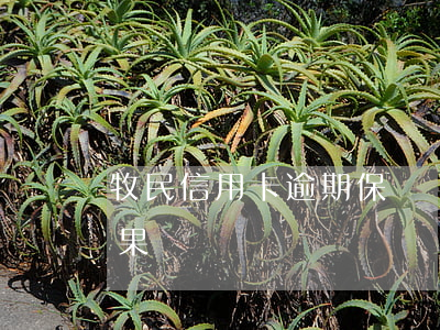 牧民信用卡逾期保證書(信用卡逾期承諾書后果)