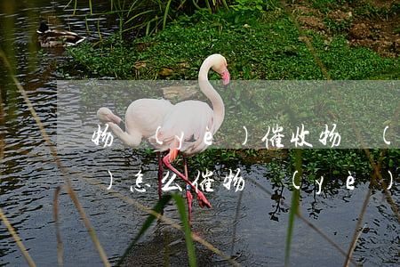 物業(yè)催收物業(yè)費(fèi)怎么催(物業(yè)怎么催費(fèi)比較好)