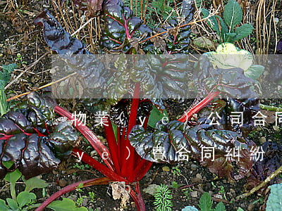 物業(yè)公司合同糾紛如何處理(物業(yè)費合同糾紛)