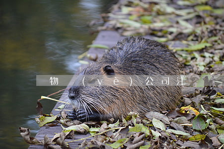 物業(yè)公司注冊