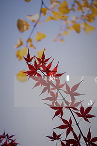物業(yè)費(fèi)能跨市找律師發(fā)律師函嗎