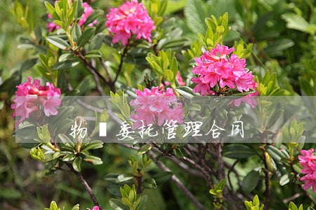 物業委托管理合同