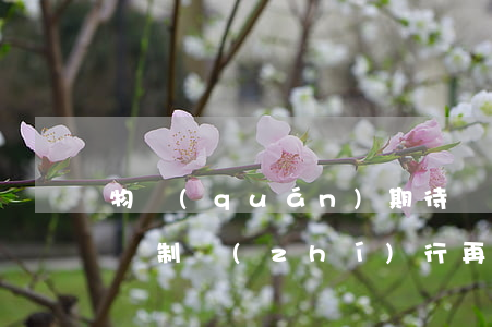 物權(quán)期待權(quán) 排除強制執(zhí)行 再審案例【二】