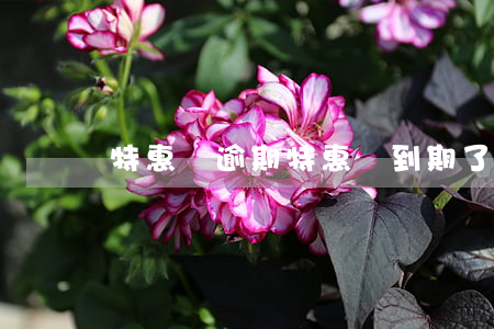 特惠貸逾期(特惠貸到期了怎么處理)