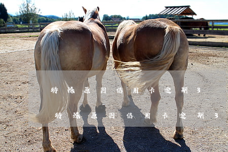 特殊原因信用卡逾期3個(gè)月以上-特殊原因信用卡逾期3個(gè)月以上怎么辦