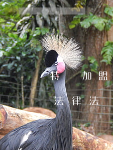 特許加盟法律法規(guī)(關于加盟的法律法規(guī))