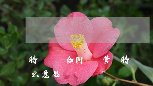 特許經營合同糾紛管轄(特許經營合同糾紛什么意思)