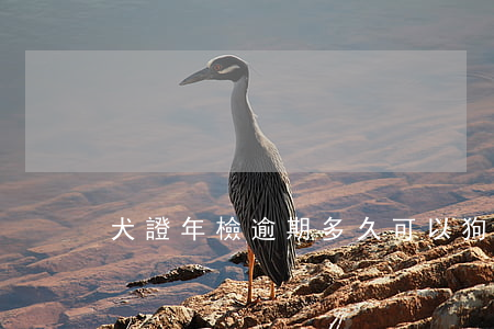 犬證年檢逾期多久可以 狗證提前多久年審