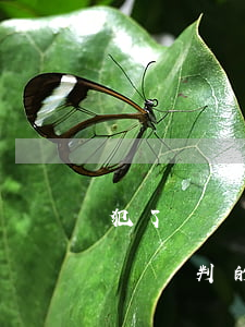 犯了盜竊罪不請律師會怎么樣(盜竊罪不請律師會判的嚴重嗎)