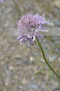 犯人自己上訴需要律師嗎(為什么犯人也有律師)