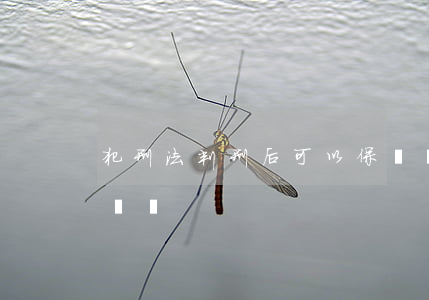 犯刑法判刑后可以保釋嗎(判刑后可以保釋出來嗎)