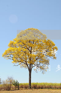 犯罪嫌疑人拘留多少天（嫌疑人被刑事拘留可判刑多長時間）