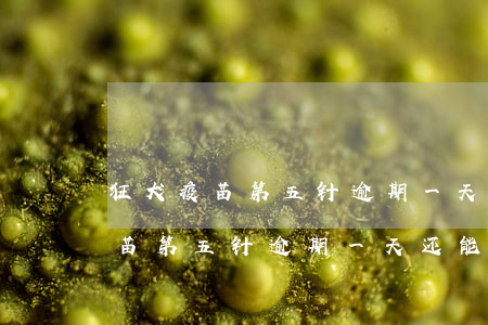 狂犬疫苗第五针逾期一天还能打不-狂犬疫苗第五针逾期一天还能打不