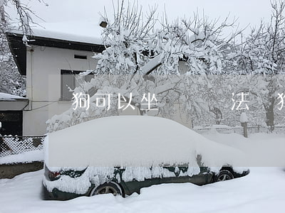狗可以坐車嗎違法嗎(狗能坐私家車上高速嗎)