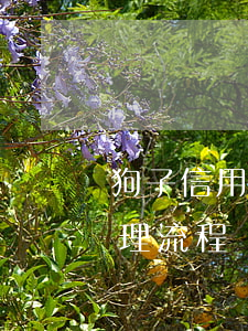 狗子信用卡逾期怎么处理(最新信用卡逾期处理流程)