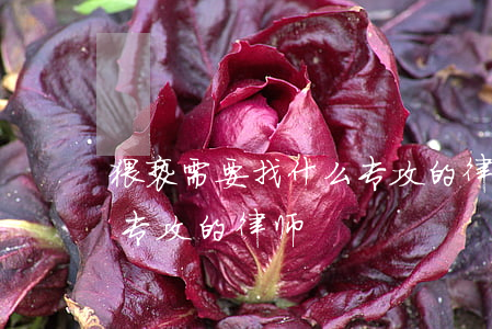 猥亵需要找什么专攻的律师(猥亵需要找什么专攻的律师)